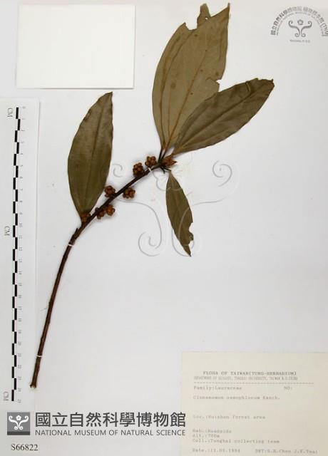 土肉桂藏品圖，第1張