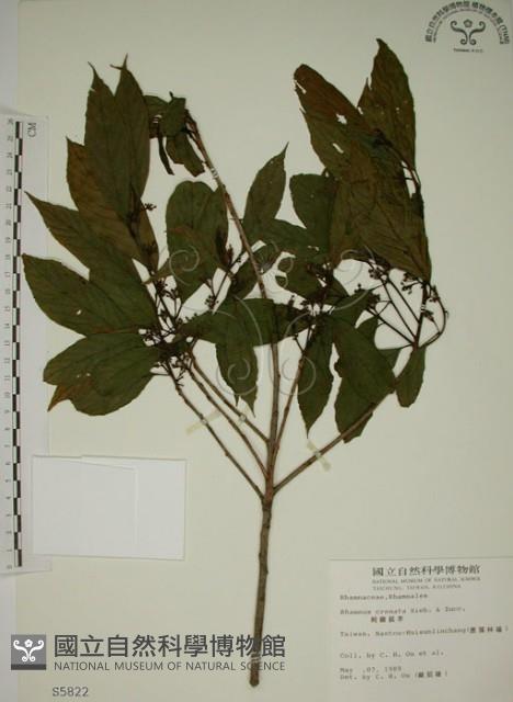 鈍齒鼠李藏品圖，第1張