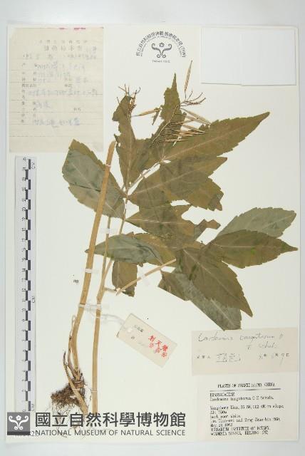 紫花碎米薺藏品圖，第1張