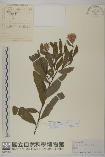 大刺兒菜藏品圖，第1張