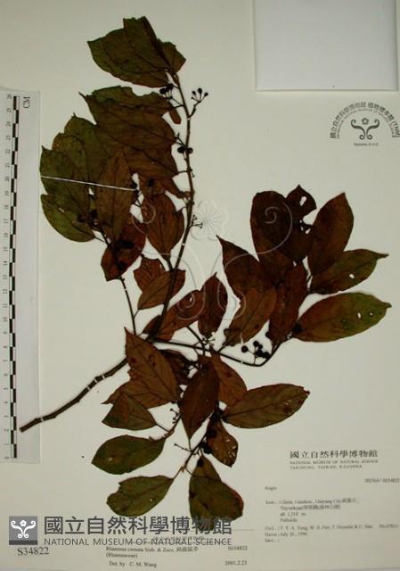 鈍齒鼠李藏品圖，第1張