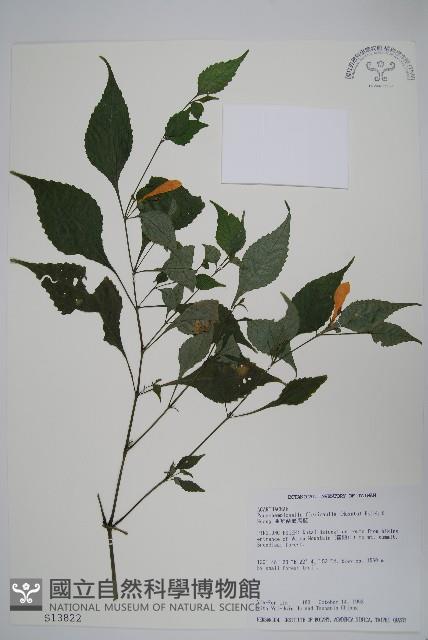 曲莖馬藍藏品圖，第1張