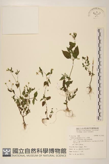 小米菊藏品圖，第1張