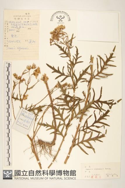 羽葉千里光藏品圖，第1張