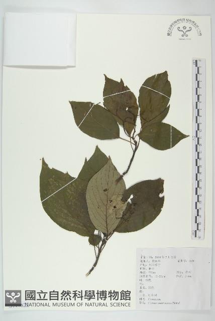 燈臺樹藏品圖，第1張