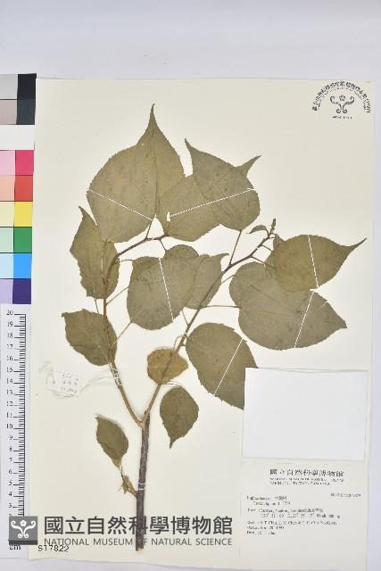 巴豆藏品圖，第1張