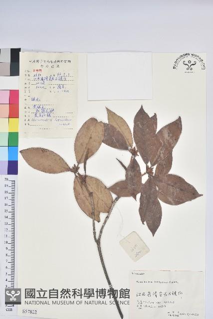 鹿角杜鵑、西施花、青紫木藏品圖，第1張