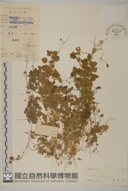 繁縷藏品圖，第1張