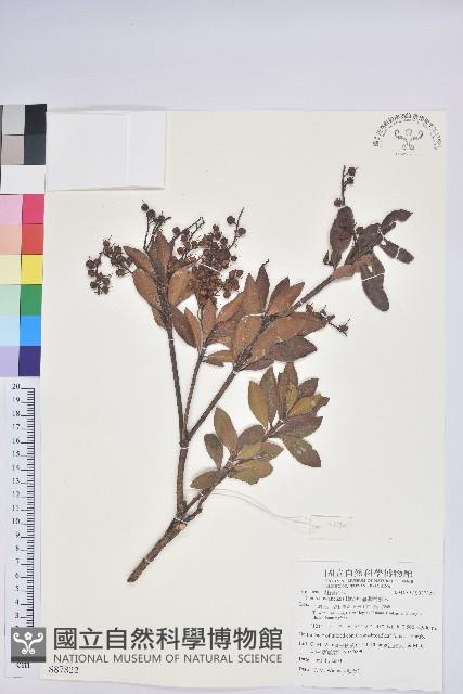 臺灣馬醉木藏品圖，第1張