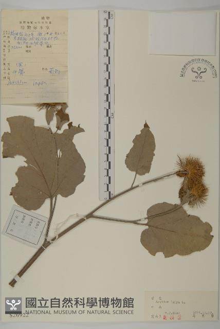 牛蒡藏品圖，第1張