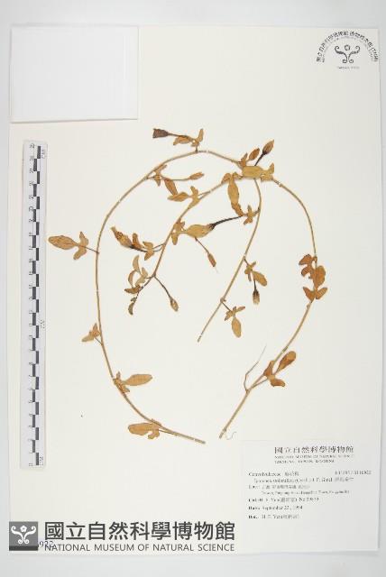 厚葉牽牛藏品圖，第1張