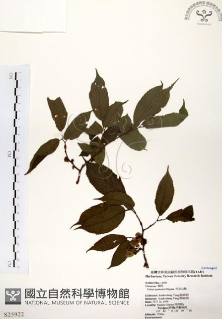 阿里山榆藏品圖，第1張