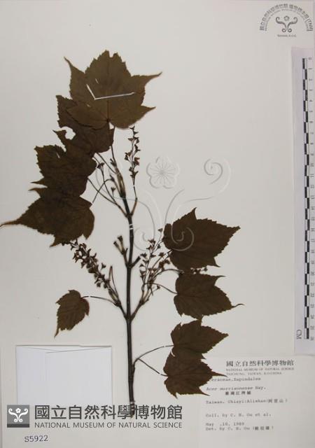 臺灣紅榨槭藏品圖，第1張