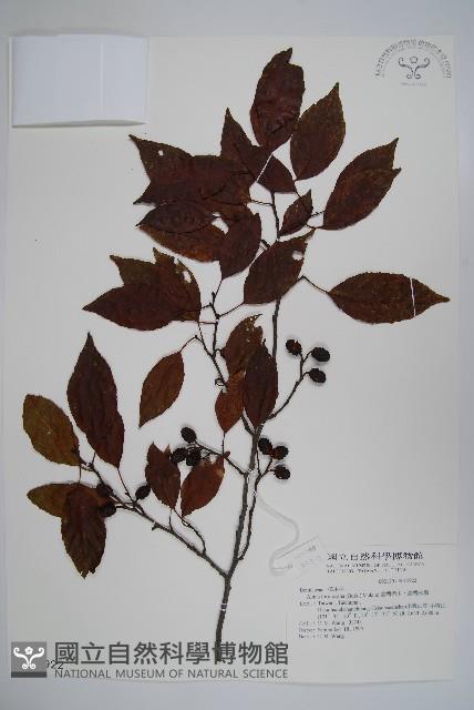 臺灣赤楊、臺灣榿木藏品圖，第1張