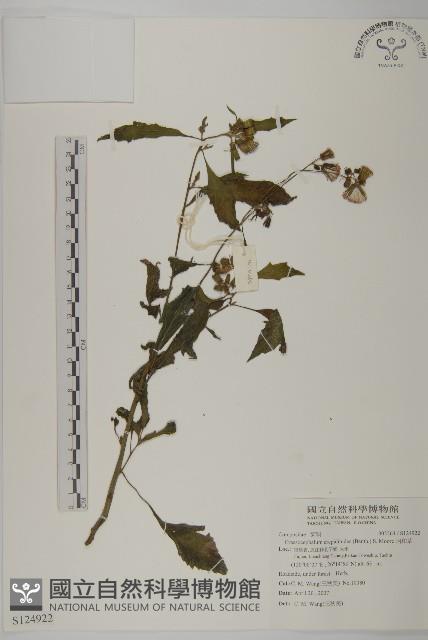 昭和草藏品圖，第1張