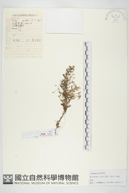 瓦松藏品圖，第1張