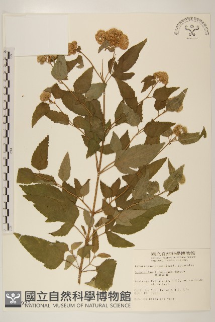 臺灣澤蘭藏品圖，第1張