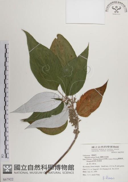 蘭嶼水絲麻藏品圖，第1張