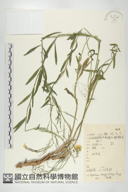 糖芥藏品圖，第1張