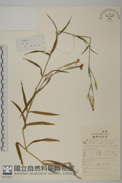 瞿麥藏品圖，第1張