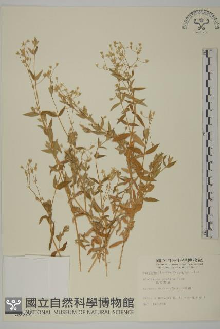 疏花繁縷藏品圖，第1張