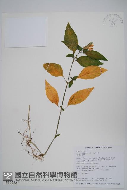 臺灣明萼草藏品圖，第1張