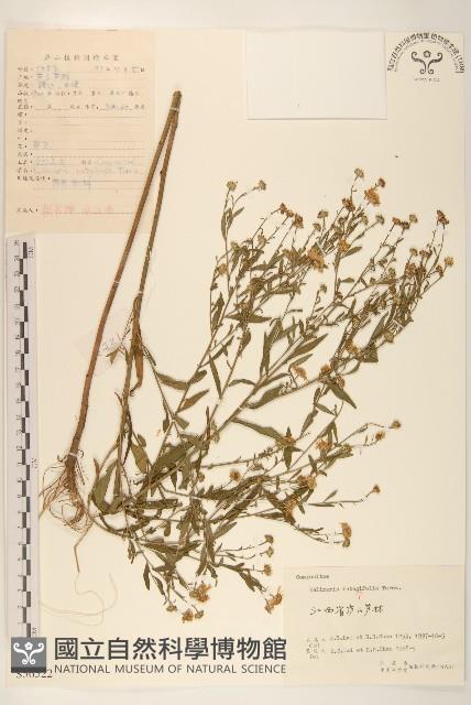 全葉馬蘭藏品圖，第1張