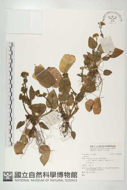 登錄號:S136522藏品圖，第1張