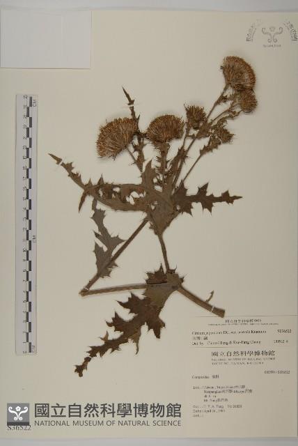 南國小薊藏品圖，第1張