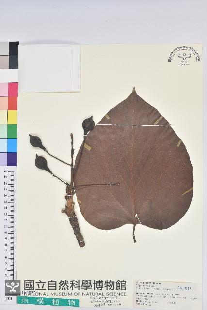 三年桐、光桐藏品圖，第1張