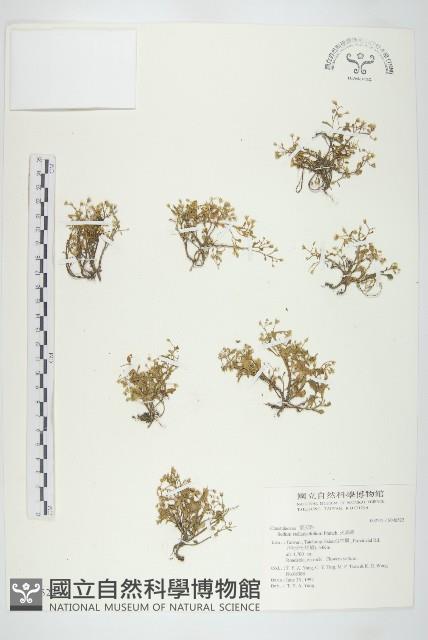 火焰草藏品圖，第1張