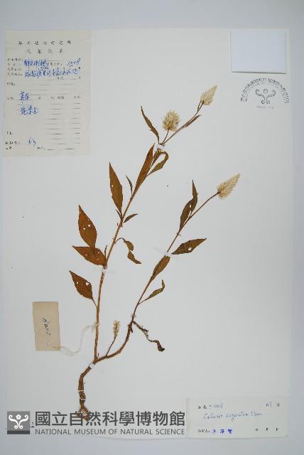 青葙藏品圖，第1張