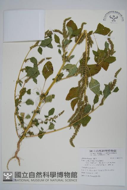 登錄號:S110522藏品圖，第1張