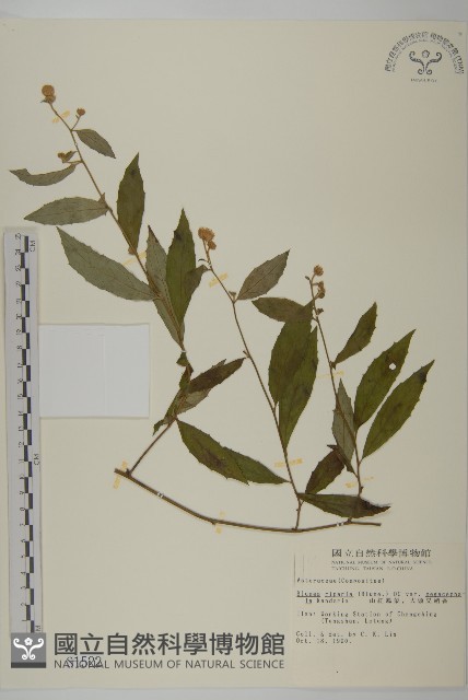 大頭艾納香藏品圖，第1張