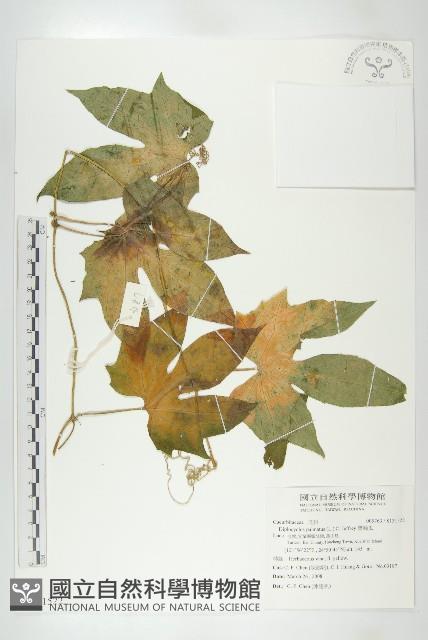 雙輪瓜藏品圖，第1張