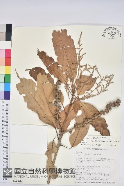 Accession Number:S015522 Collection Image