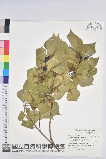 烏臼藏品圖，第1張