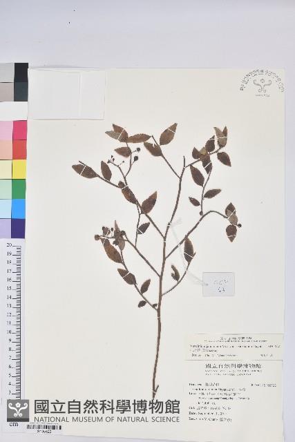 Taiwan Hugeria Collection Image