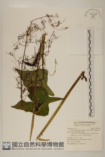 山苦藚、假福王草藏品圖，第1張