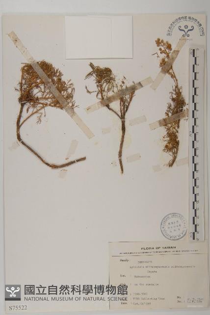 高山艾藏品圖，第1張