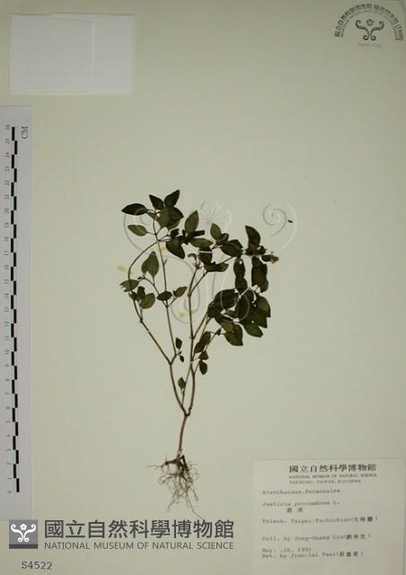 爵床藏品圖，第1張