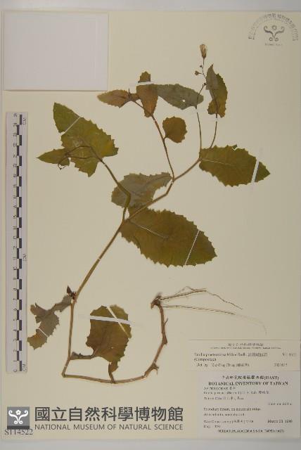 粉黃纓絨花藏品圖，第1張