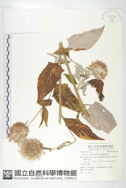 臺灣青木香藏品圖，第1張