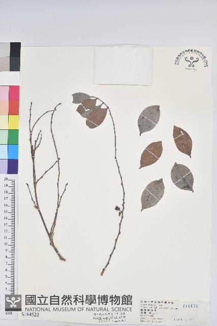 細葉饅頭果藏品圖，第1張