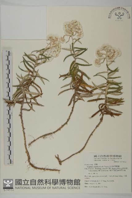 玉山抱莖籟簫藏品圖，第1張