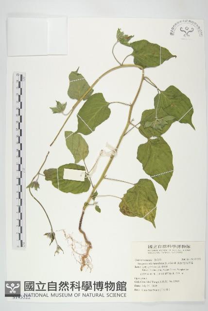 長梗毛娥房藤藏品圖，第1張