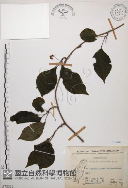 阿里山五味子藏品圖，第1張