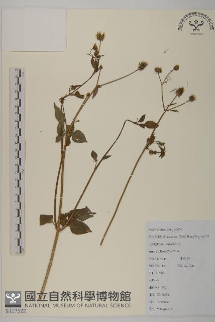 白花鬼針藏品圖，第1張