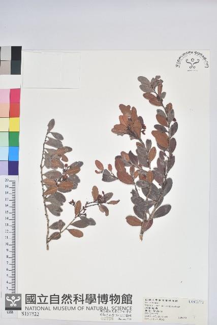 凹葉越橘藏品圖，第1張