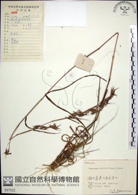 扭鞘香茅藏品圖，第1張